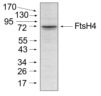 western blot detection using anti-AtFtsH4 antibodies